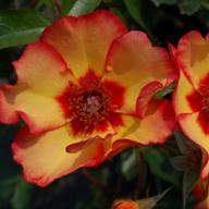 Rose Persian Autumn Foto Vierl&auml;nder Rosenhof