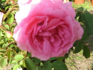 Rose Persian Butterfly Foto Brandt
