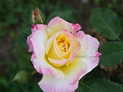 Rose Pillnitz Foto Groenloof
