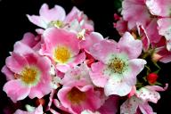 Rose Pink Bassino Foto R&ouml;sch
