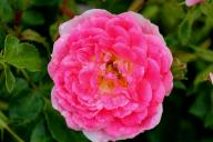 Rose Pink Champagne Foto R&ouml;sch
