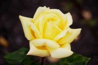 Rose Poiana Foto R&ouml;sch