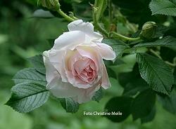 Rose Polareis Foto Christine Meile