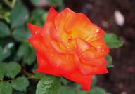 Rose Prince Igor Foto R&ouml;sch