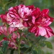 Rose Purple Tiger Foto Vierl&auml;nder Rosenhof