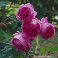Rose Adam Messerich Foto Christine  Meile
