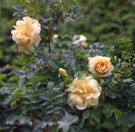 Rose Agnes Foto Christine Meile