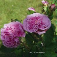 Rose Aimable Amie Foto Christine  Meile