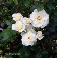 Rose Akito Foto Christine Meile