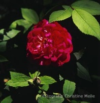 Amadis Foto Christine Meile