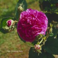 Rose Amelie de Mansfield Foto Christine Meile
