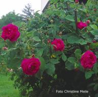 Rose Mme Ferdinand Jamin Foto Christine Meile