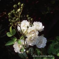Rose Anna-Marie de Montravel Foto Christine Meile