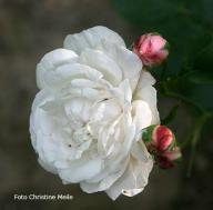 Rose Annie Vibert Foto Christine  Meile