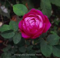 Rose Antoine Ducher Foto CHristine  Meile