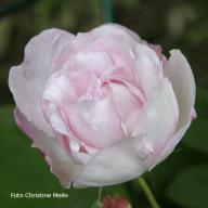 Rose Antonia D`Ormois Foto Christine  Meile