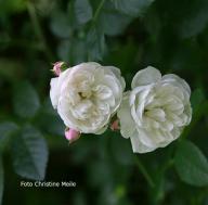 Rose Astra Desmond Foto Christine  Meile