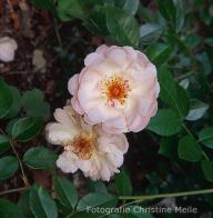 Rose Auguste Gervais Foto Christine  Meile