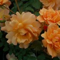 Rose Autumn Sunset Foto Vierl&auml;nder Rosenhof