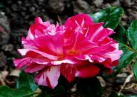 Rose Abracadabra Kordes 2015  Foto R&ouml;sch