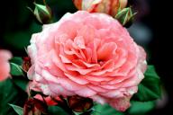 Rose Amelia Renaissance Foto R&ouml;sch