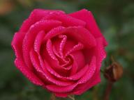 Rose Annabelle K&ouml;lle Foto Rusch