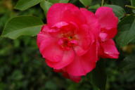 Rose Anne de Bretagne Foto Wikipedia