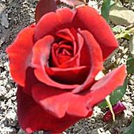 Rose Anneliese Foto Vierl&auml;nder Rosenhof