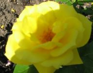 Rose Anthony Meilland Foto Brandt