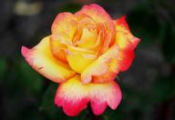 Rose Apart von Berger Foto R&ouml;sch