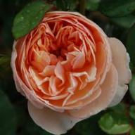 Rose Apricot Graham Thomas Foto Vierl&auml;nder Rosenhof