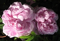 Rose Archiduchesse Elisabeth d�Autriche Foto Brandt