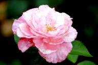 Rose Arosia Foto R&ouml;sch