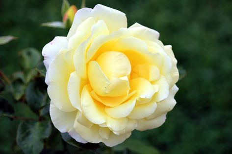 Rose Avec Amour Foto R&ouml;sch