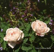Rose Mabel Morrison Foto Christine  Meile