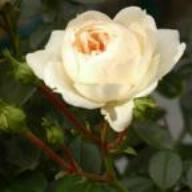 Rose Macmillan Nurse Foto Vierl&auml;nder Rosenhof