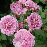 Rose Magenta Foto Vierl&auml;nder Rosenhof