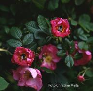 Rose Magnifica Foto Christine Meile