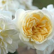 Rose Malern Hills Foto Vierl&auml;nder Rosenhof