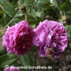 Moosrose Marechal Davoust Foto Rosenhof Schultheis