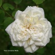 Rose Marie Accarie Foto Christine Meile