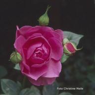 Rose Marie Avon Foto Christine  Meile