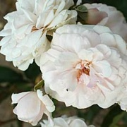Rose Marie Pavie Foto Vierl&auml;nder Rosenhof