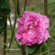 Rose Marie Tudor Foto Christine Meile