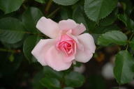 Rose Markgr&auml;fin Wilhelmine Foto Wikipedia