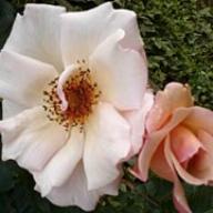 Rose Meg Merrilies Foto Vierl&auml;nder Rosenhof