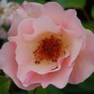 Rose Meg Foto Vierl&auml;nder Rosenhof