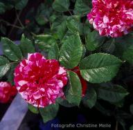 Rose Megenaris Foto Christine  Meile