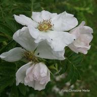 Rose Micrugosa Foto Christine Meile