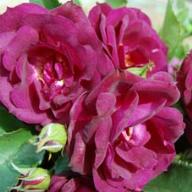 Rose  Midnight Blue Foto Vierl&auml;nder Rosenhof